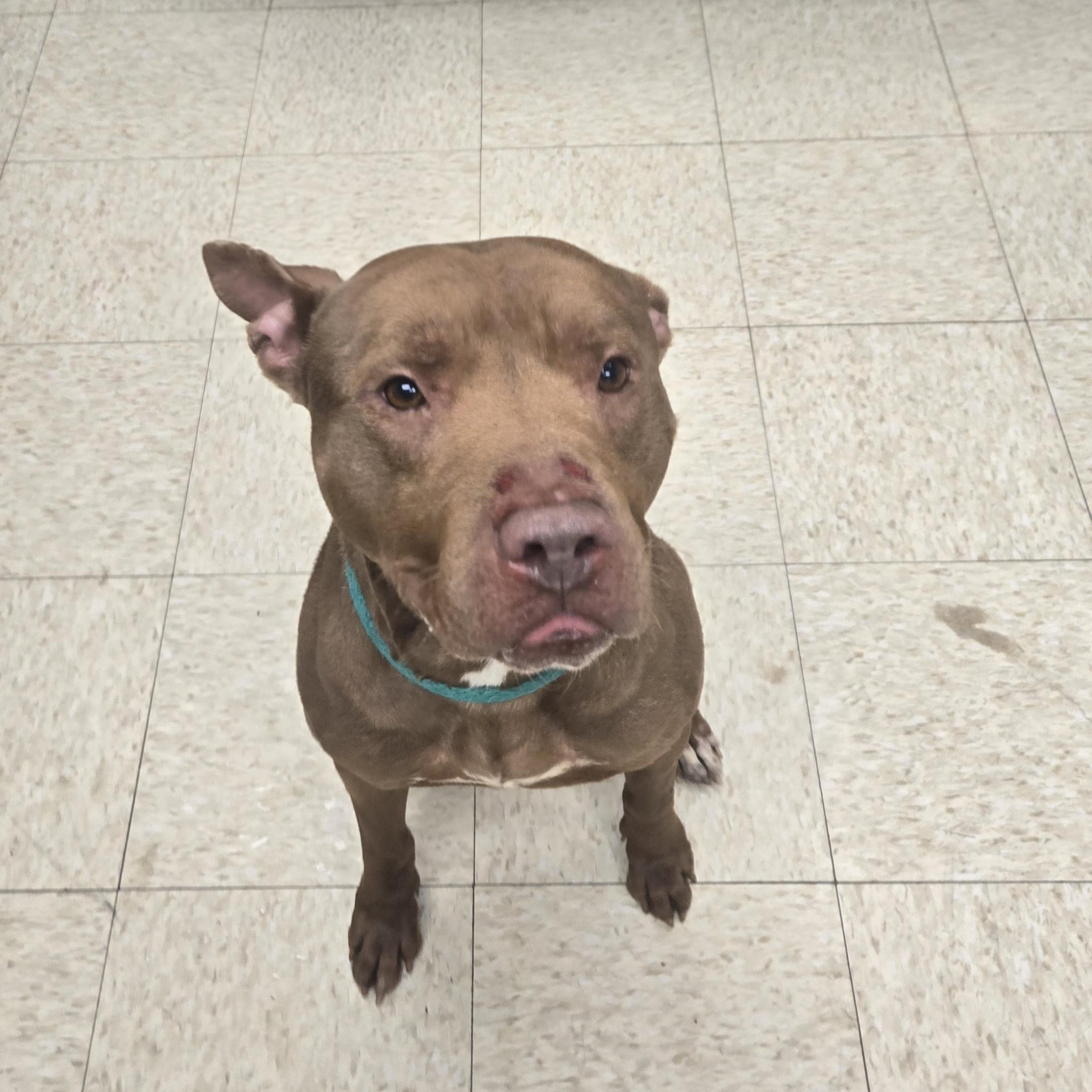 Enlarge Gucci , a ADOPTABLE American Bully in Xenia , OH image 6/6