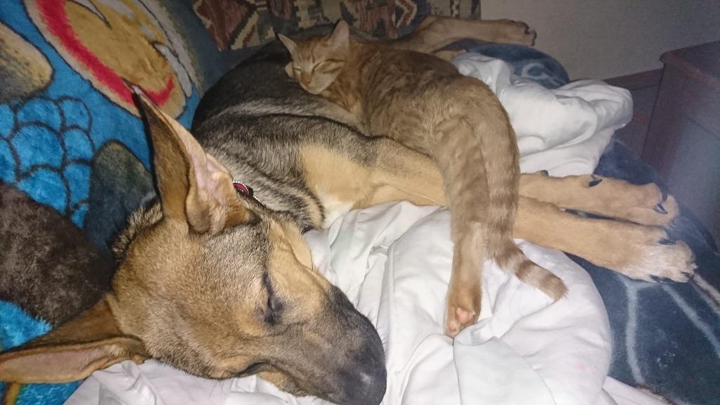 Enlarge Cleo (Furever Foster), a Adoptable mixed breed in Didsbury, AB image 1/3