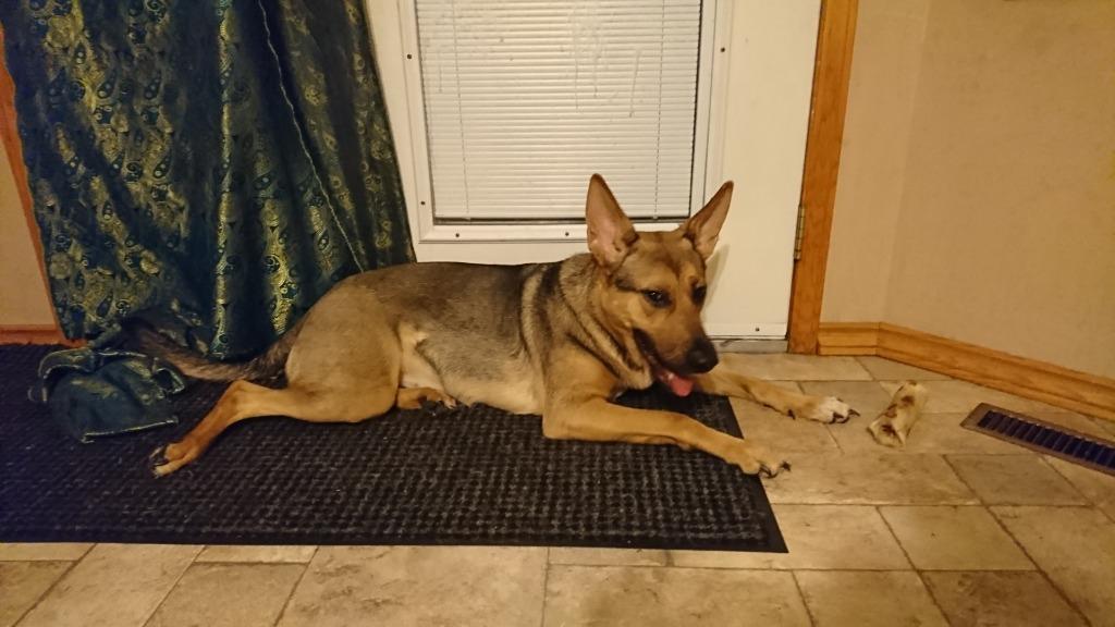 Enlarge Cleo (Furever Foster), a Adoptable mixed breed in Didsbury, AB image 1/3