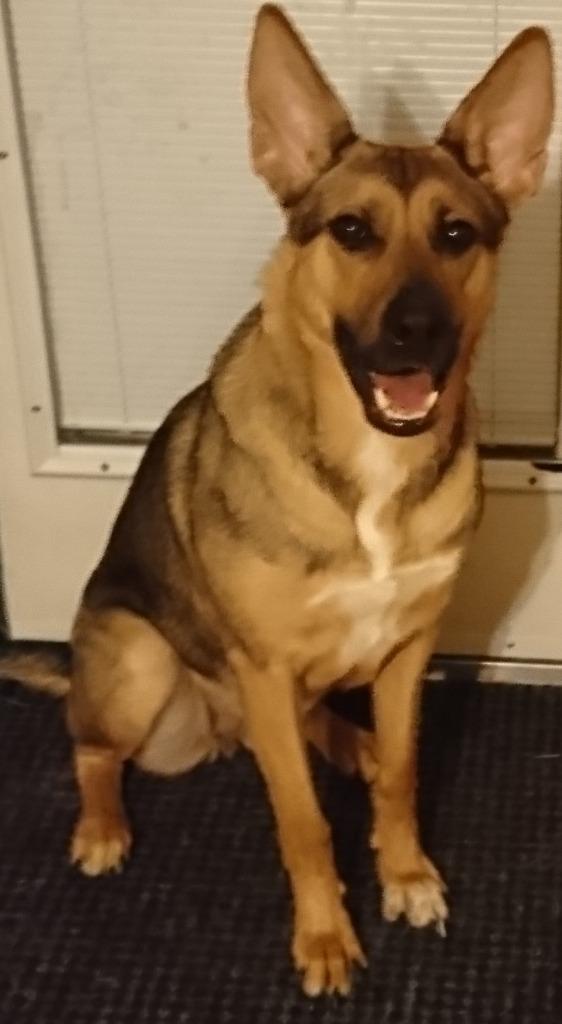 Enlarge Cleo (Furever Foster), a Adoptable mixed breed in Didsbury, AB image 2/3