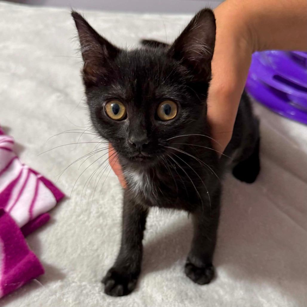Enlarge Mahjong, a Adoptable Domestic Short Hair in Williston, FL image 1/4