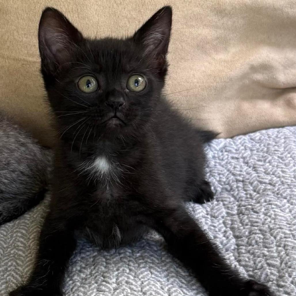 Enlarge Mahjong, a Adoptable Domestic Short Hair in Williston, FL image 2/4