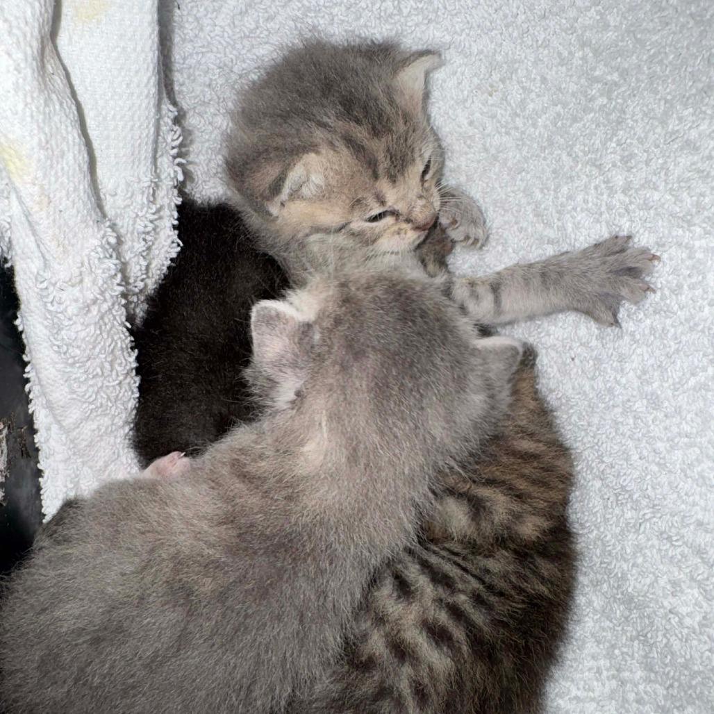 Enlarge Mahjong, a Adoptable Domestic Short Hair in Williston, FL image 3/4