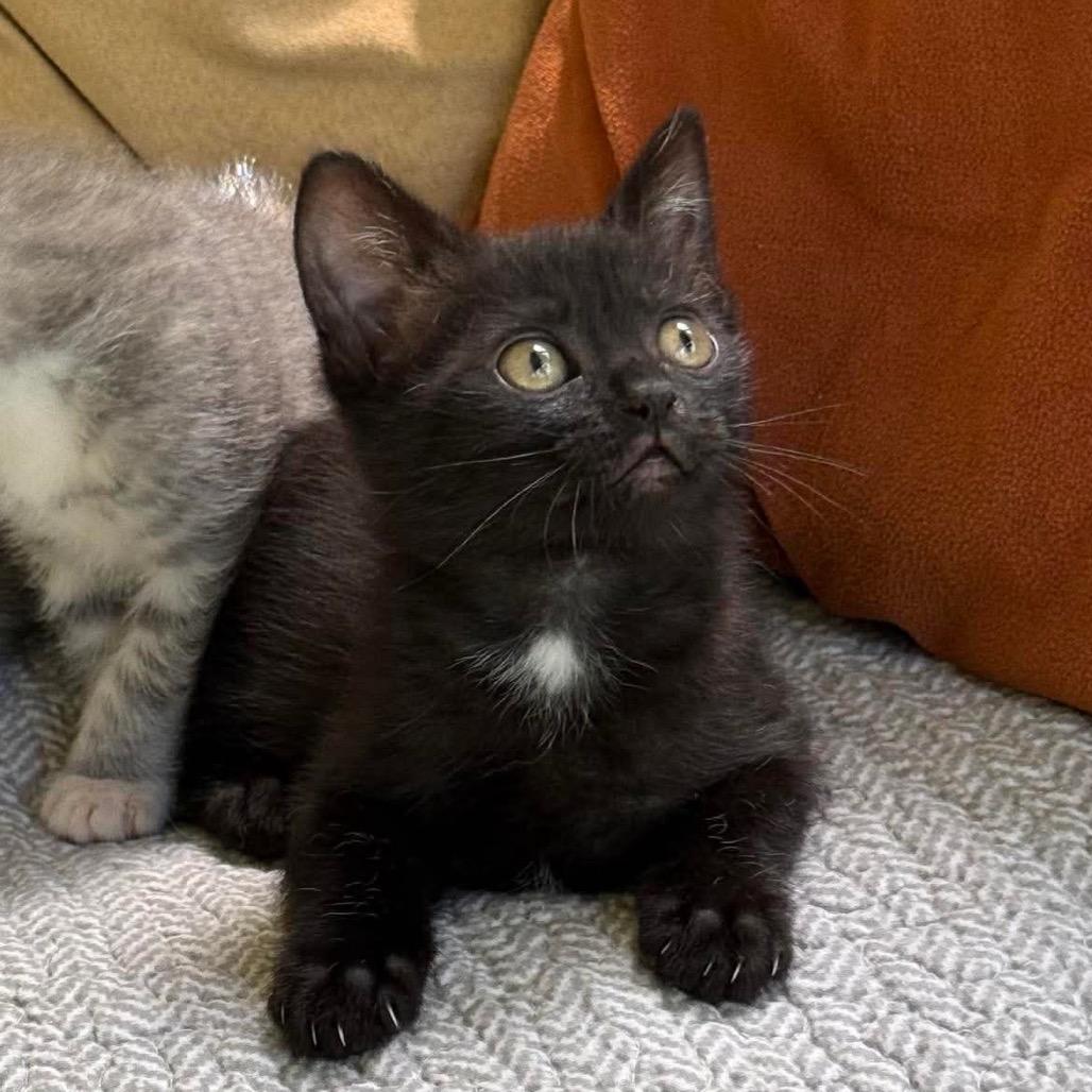 Enlarge Mahjong, a Adoptable Domestic Short Hair in Williston, FL image 4/4