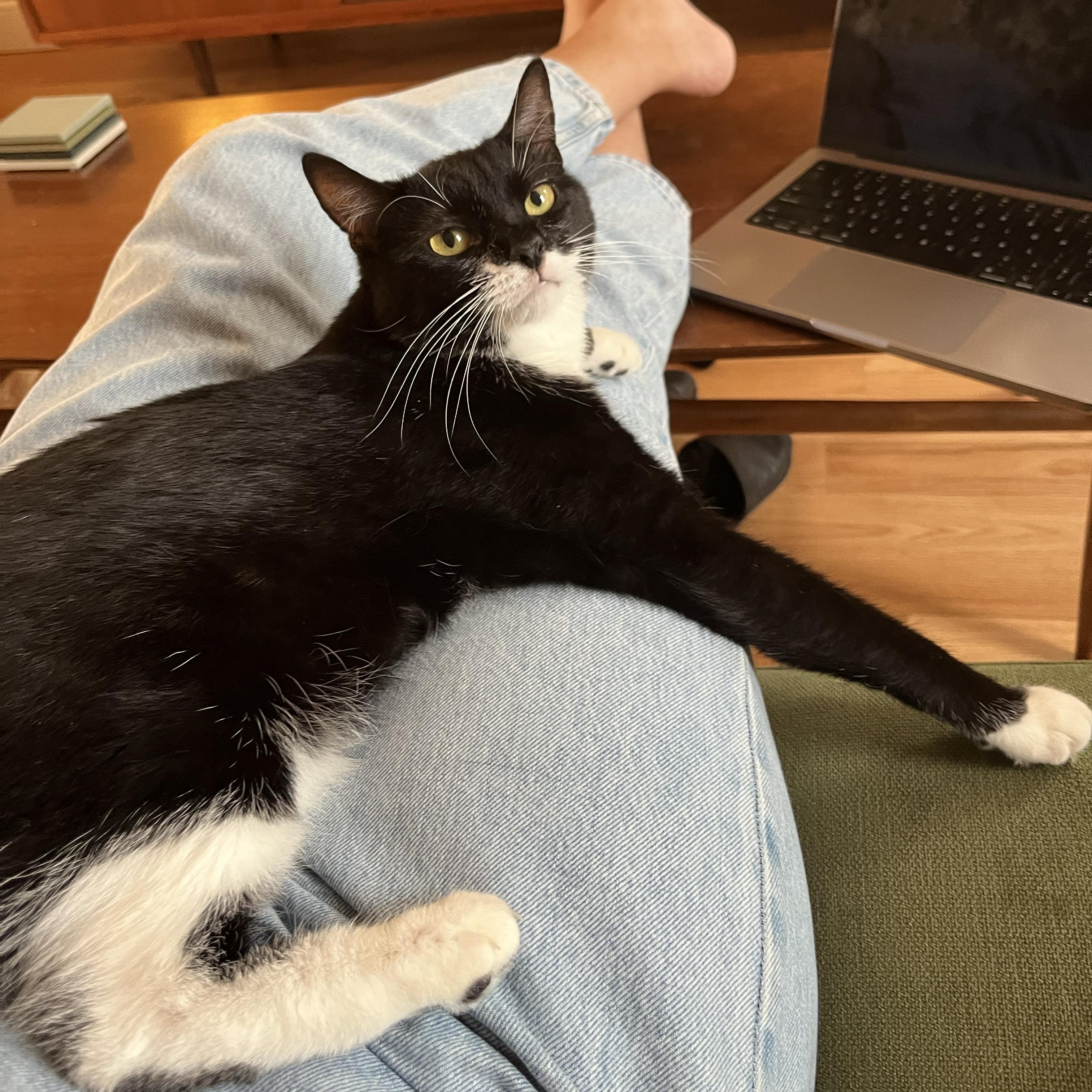 Mildew, Adoptable, Young Female Domestic Short Hair.