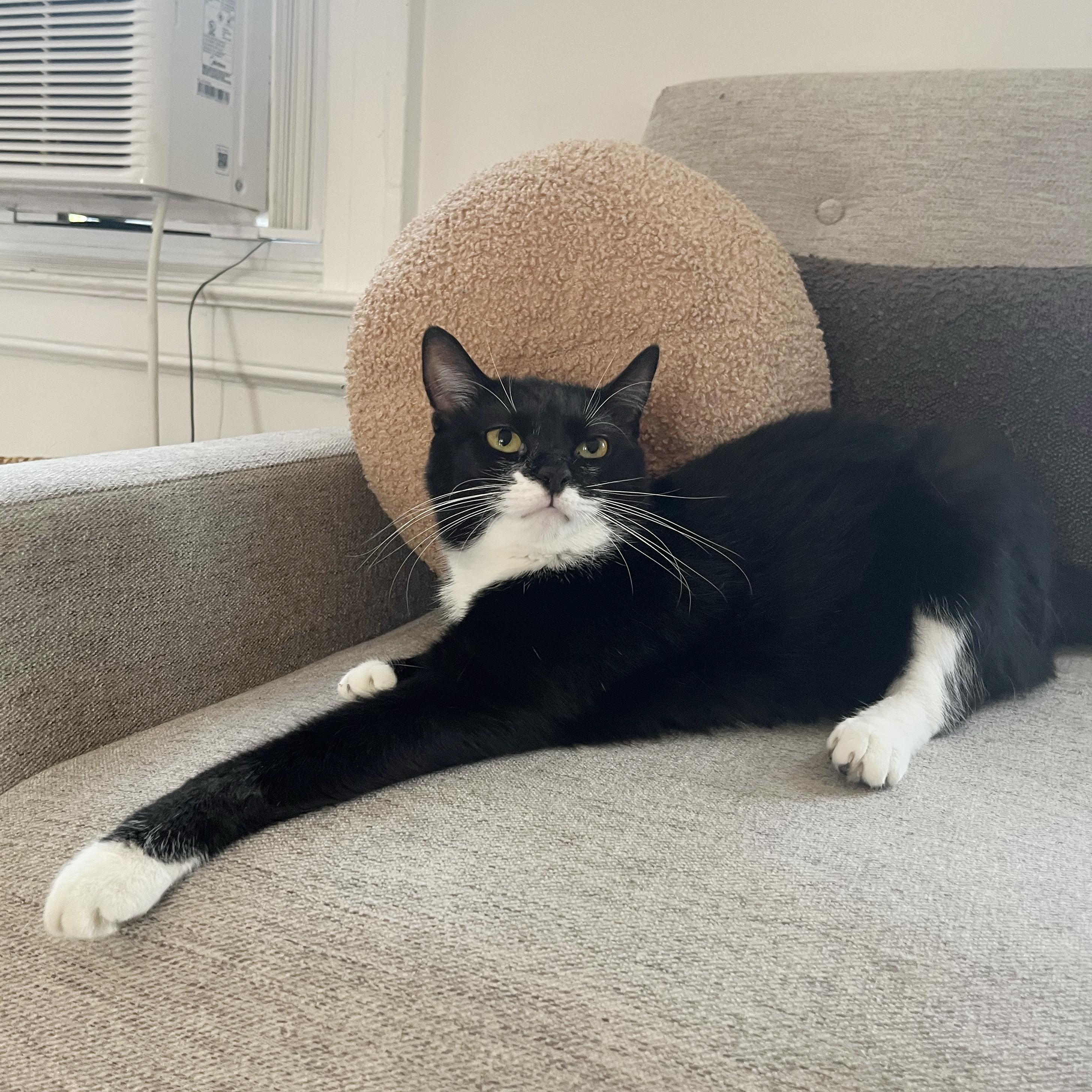 Enlarge Mildew, a Adoptable Domestic Short Hair in BROOKLYN, NY image 2/6