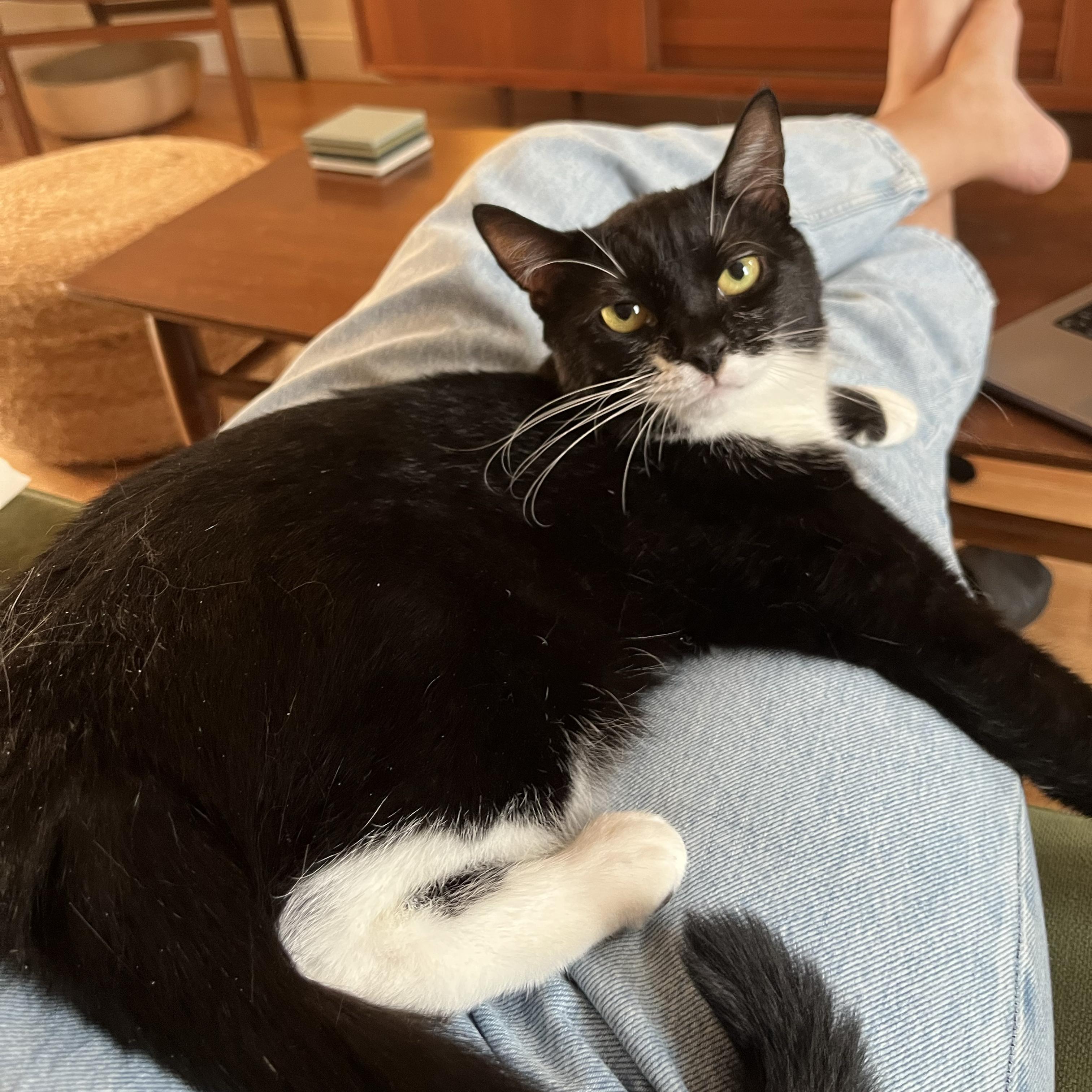 Enlarge Mildew, a Adoptable Domestic Short Hair in BROOKLYN, NY image 5/6