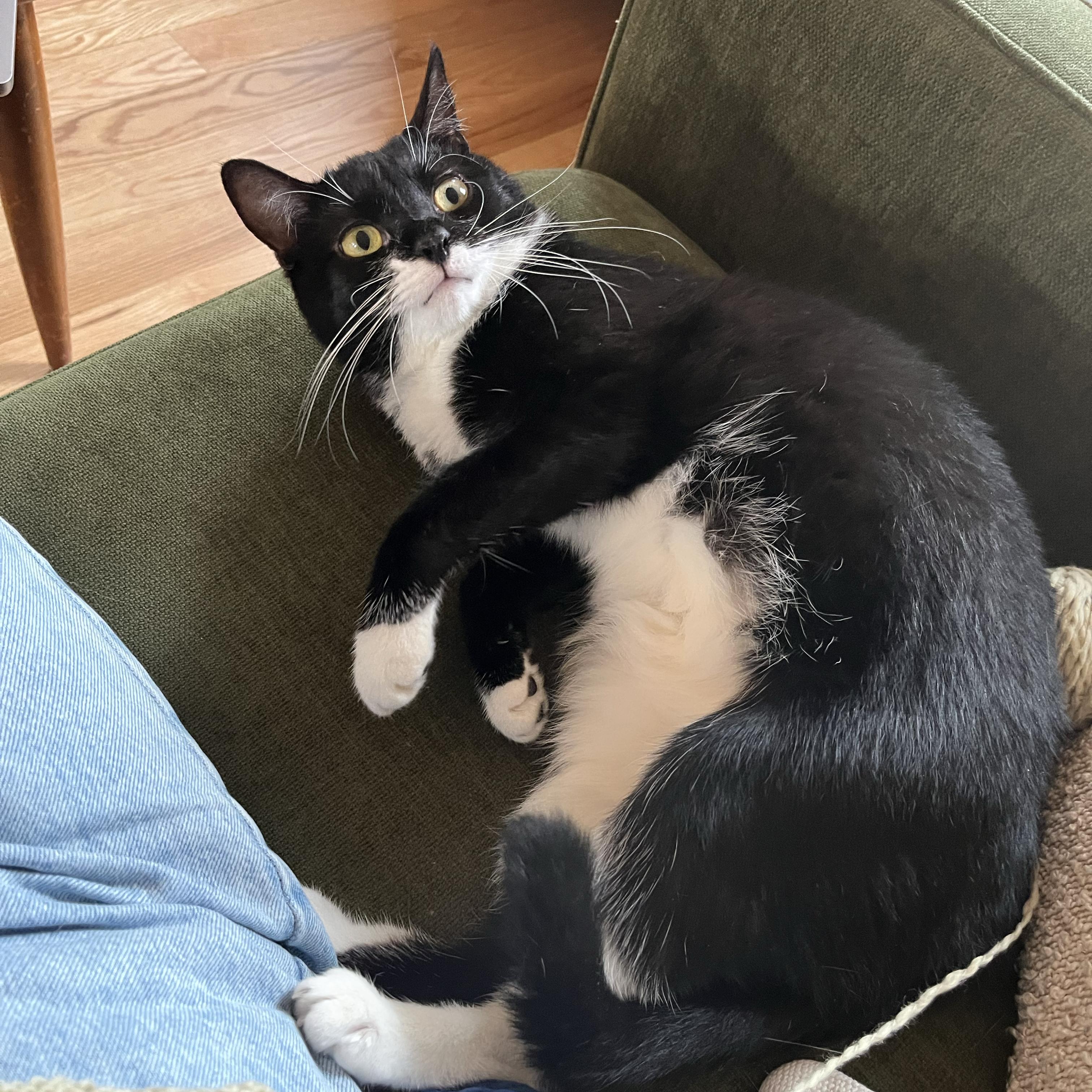 Enlarge Mildew, a Adoptable Domestic Short Hair in BROOKLYN, NY image 6/6