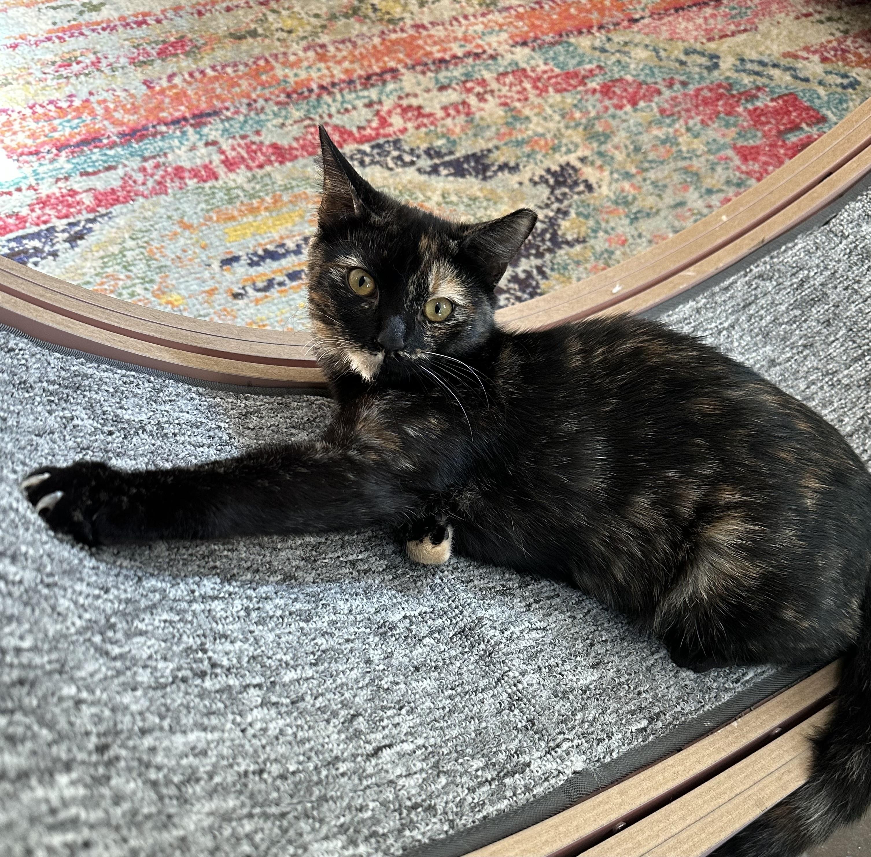 Enlarge Fern, a Adoptable Tortoiseshell in Anderson , SC image 3/5