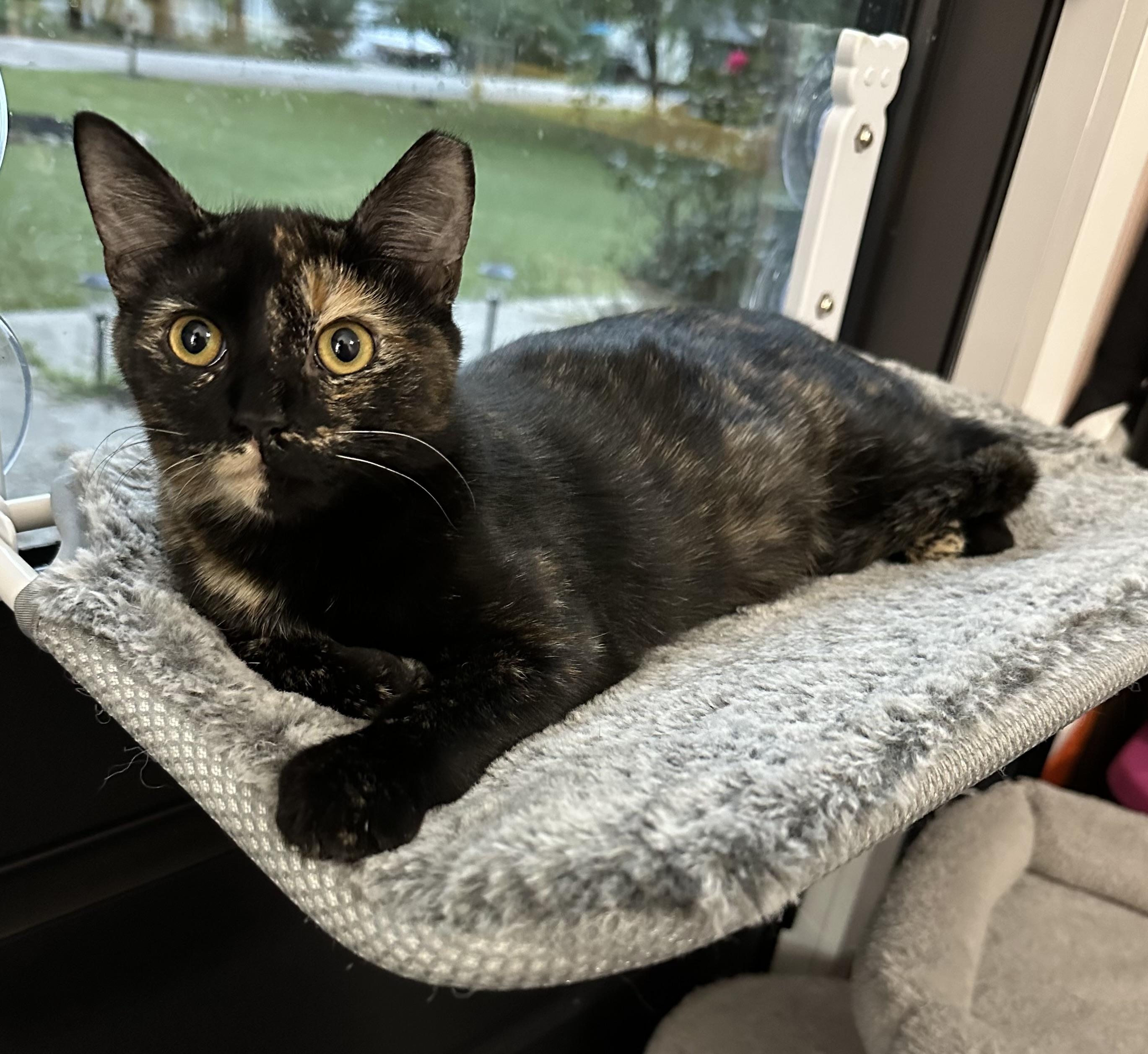 Enlarge Fern, a Adoptable Tortoiseshell in Anderson , SC image 2/5
