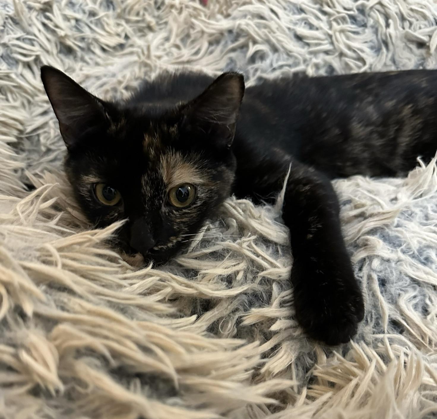 Enlarge Fern, a Adoptable Tortoiseshell in Anderson , SC image 5/5