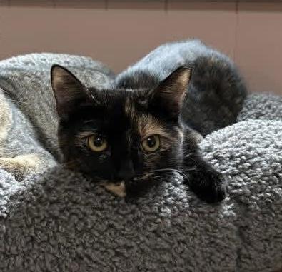 Fern, Adoptable, Kitten Female Tortoiseshell.