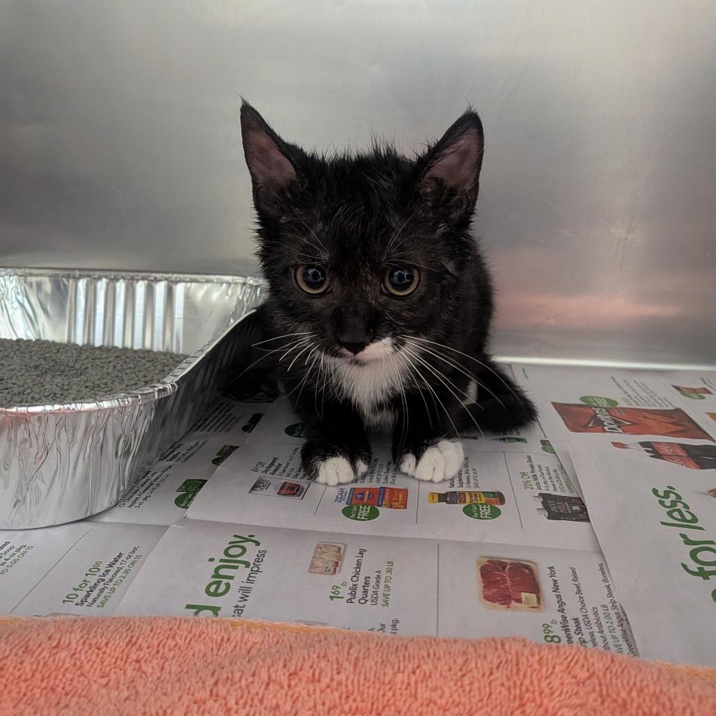 Enlarge Romeo, a Adoptable Domestic Short Hair in Milton, FL image 1/1