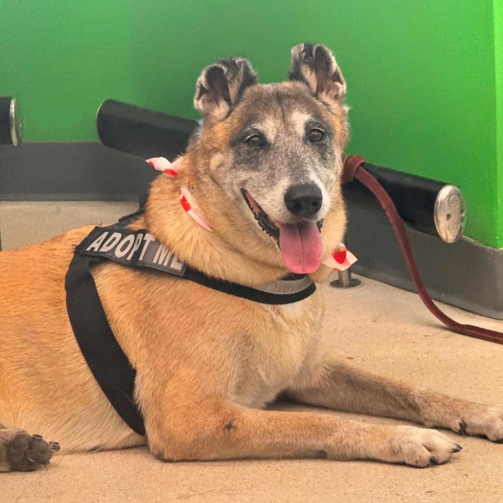 Remy 6430 — thumbnail 2