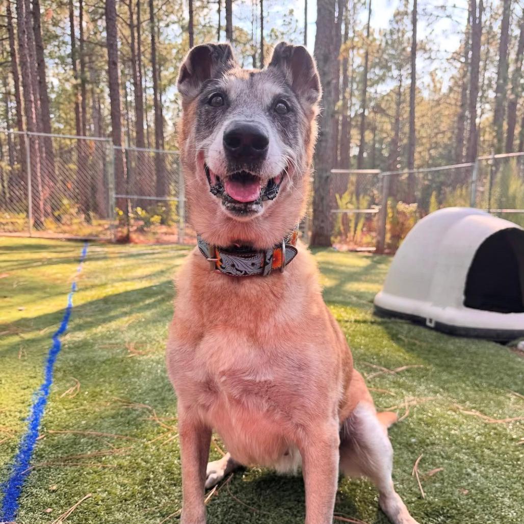 Remy 6430 — thumbnail 3