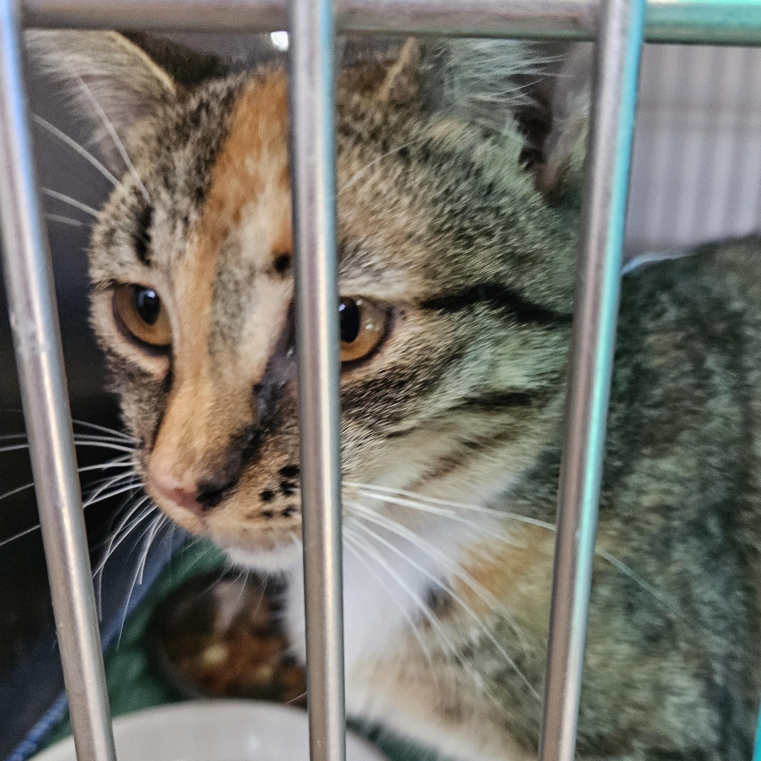 Enlarge Linda, a Adoptable mixed breed in The Dalles, OR image 3/3