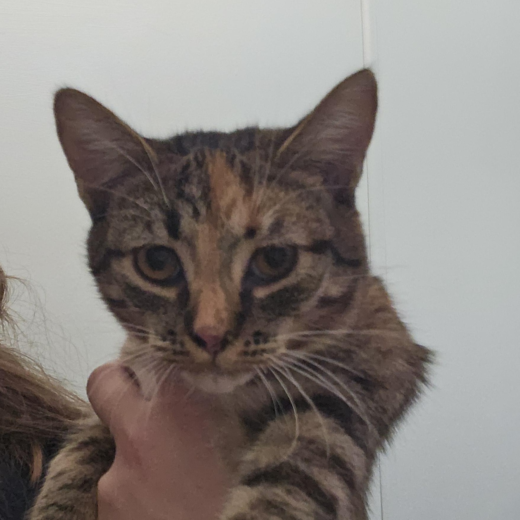 Enlarge Linda, a Adoptable mixed breed in The Dalles, OR image 2/3