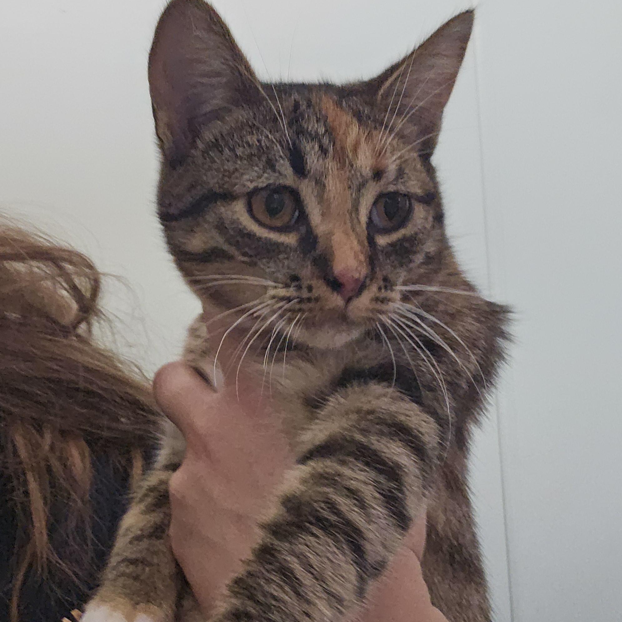 Linda, Adoptable, Kitten Female Domestic Short Hair & Tabby.
