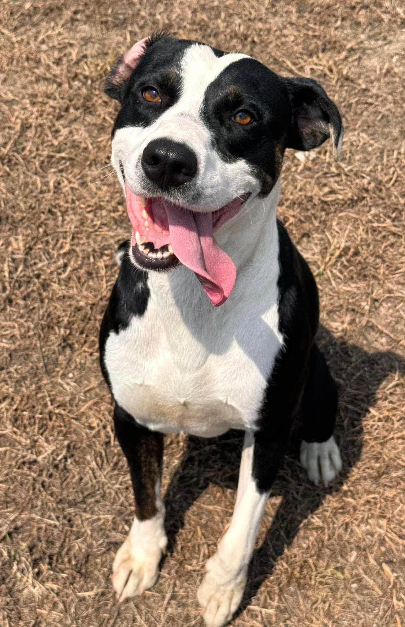 Gordy, ADOPTABLE, Young Male Mixed Breed.