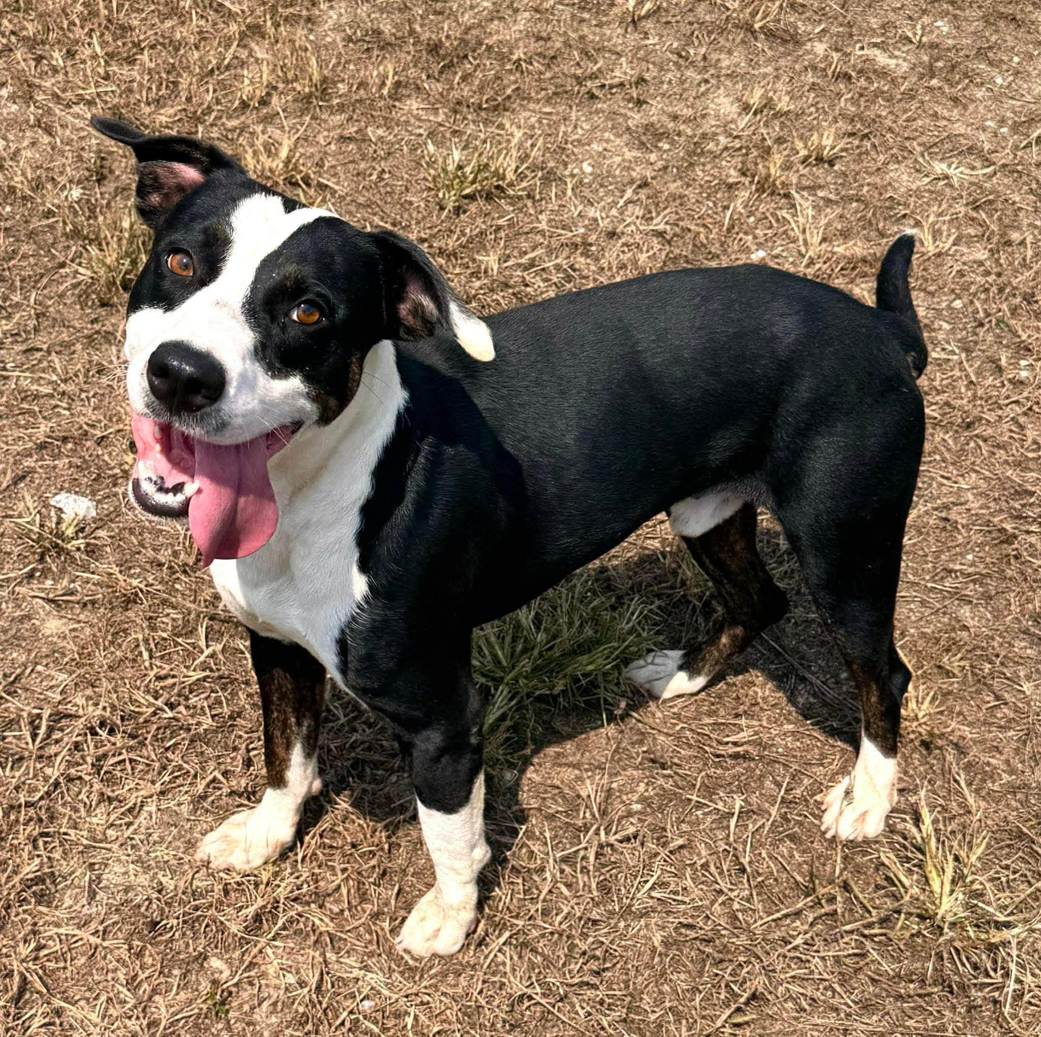 Gordy, a ADOPTABLE Mixed Breed in Chesterfield, SC image 2/2