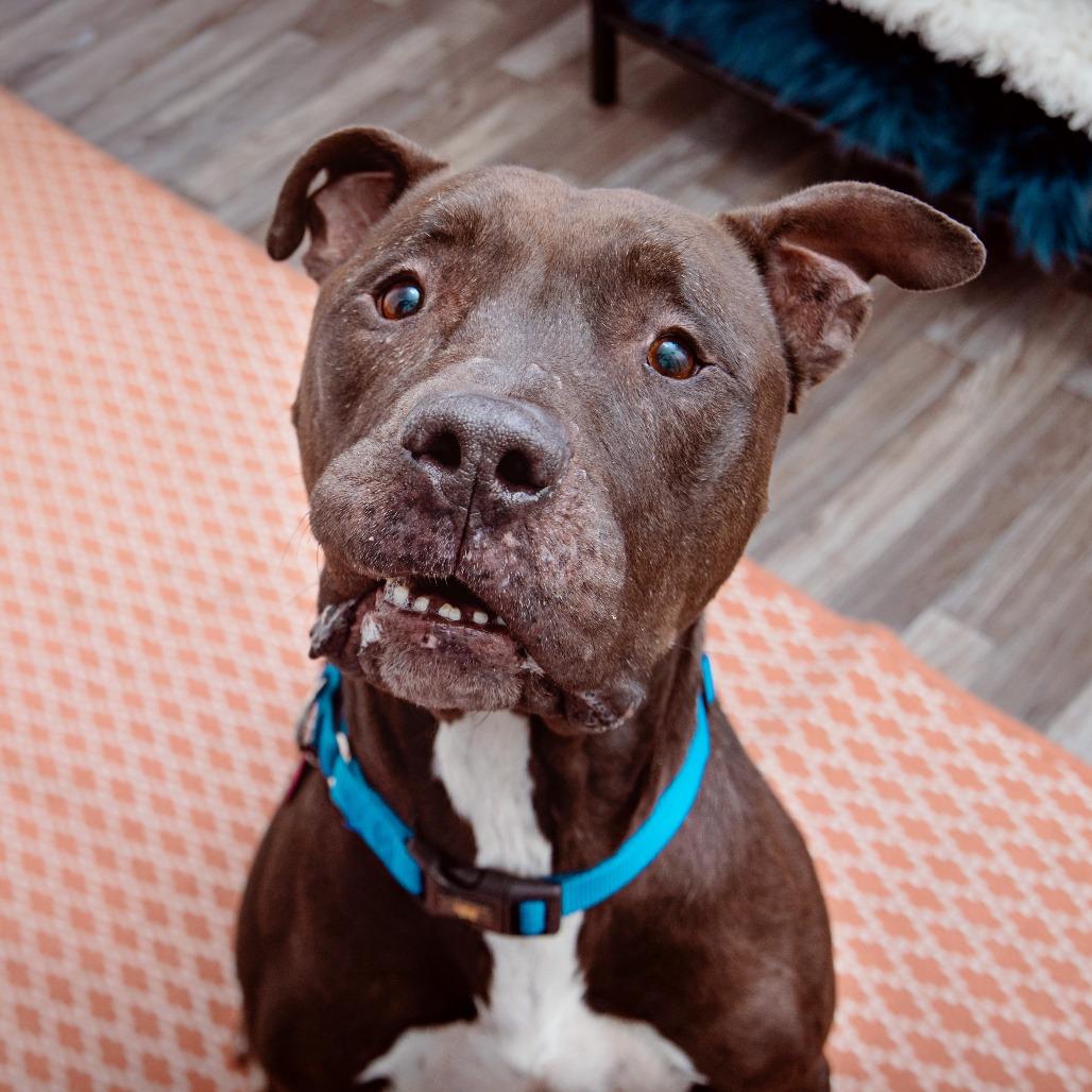 Malleus, Adoptable, Senior Male Pit Bull Terrier & Mixed Breed.