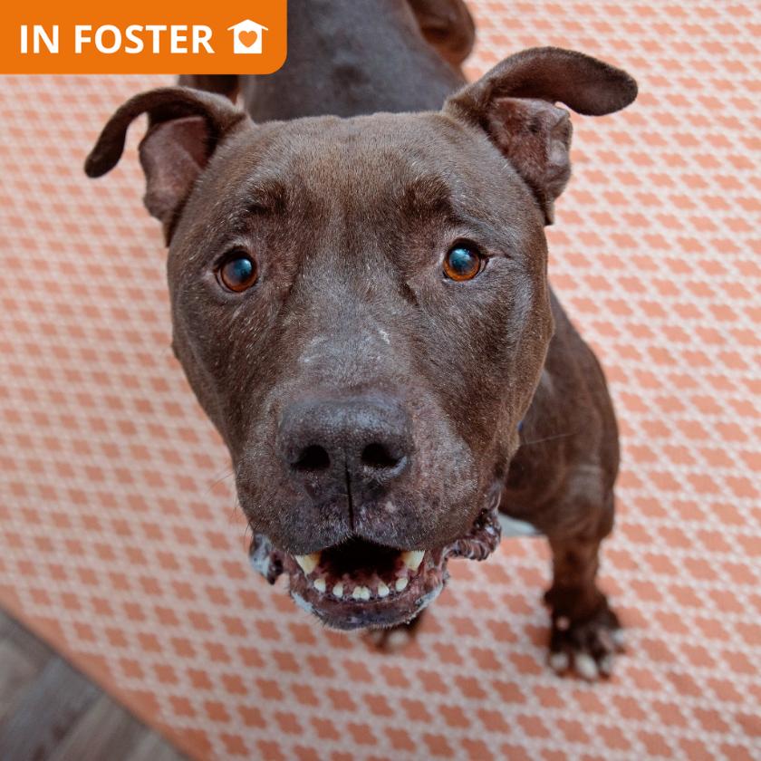 Enlarge Malleus, a Adoptable mixed breed in Los Angeles, CA image 2/3