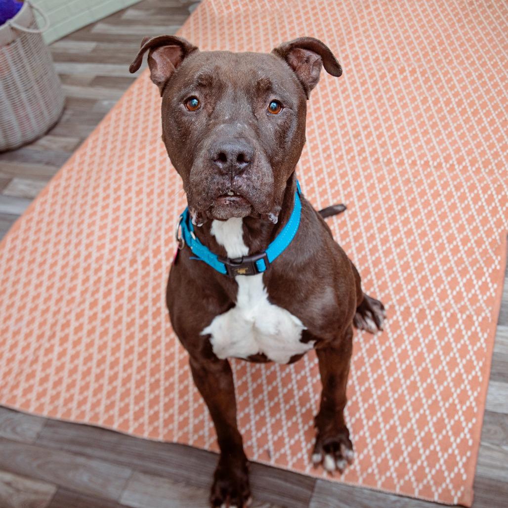 Enlarge Malleus, a Adoptable mixed breed in Los Angeles, CA image 3/3