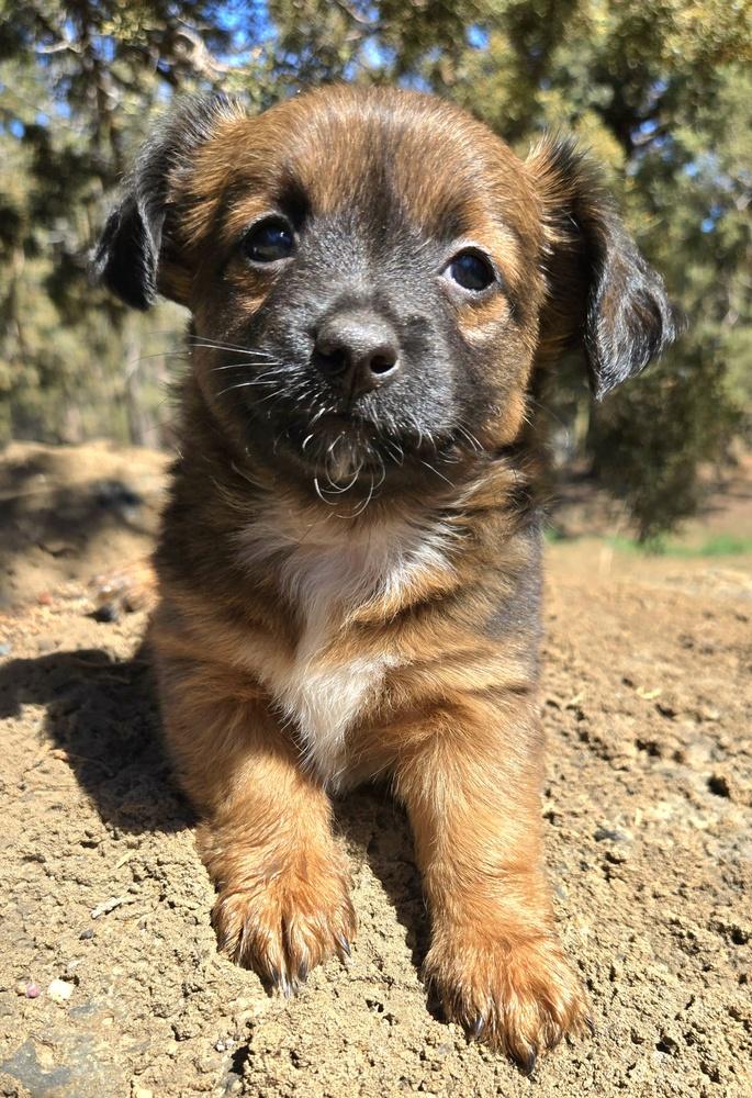 Bunny, Adoptable, Puppy Female Shih Tzu & Poodle.