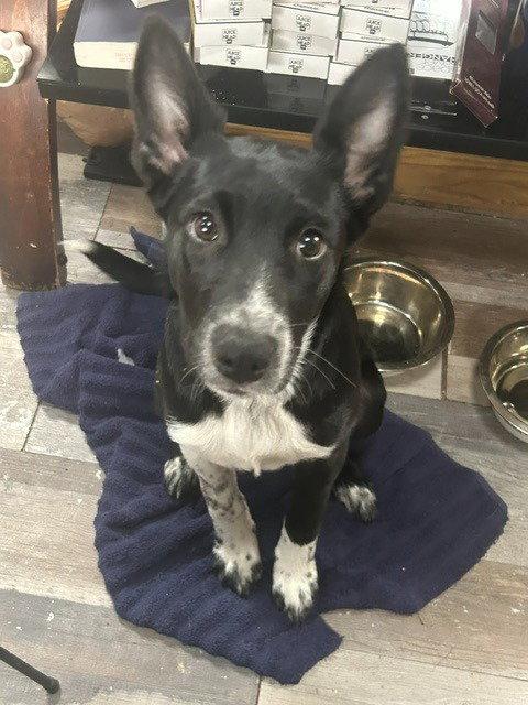 Enlarge Puppy - Sadie, a Adopted Mixed Breed in Emmett, ID image 1/2