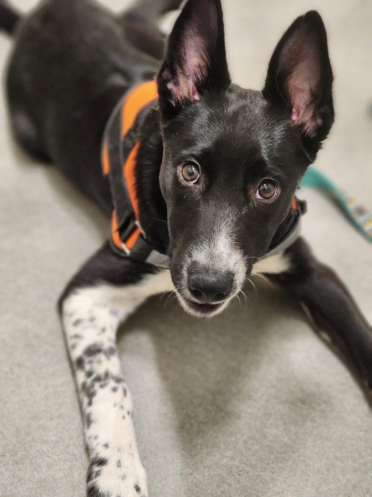 Enlarge Puppy - Sadie, a Adopted Mixed Breed in Emmett, ID image 2/2