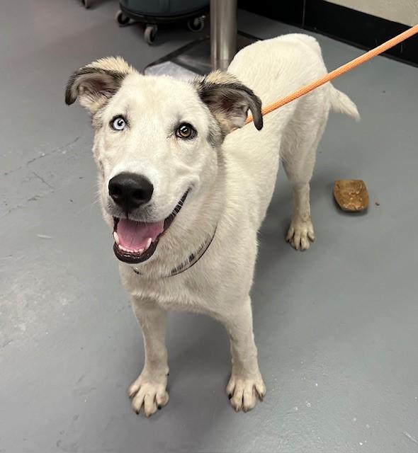 Enlarge Knox, a ADOPTABLE mixed breed in Phoenix, OR image 1/1