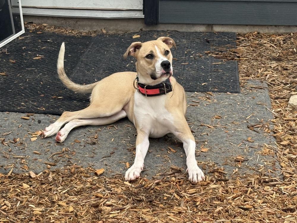 Cher, a Adopted mixed breed in Naperville, IL image 1/6