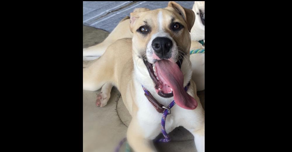 Cher, a Adopted mixed breed in Naperville, IL image 2/6