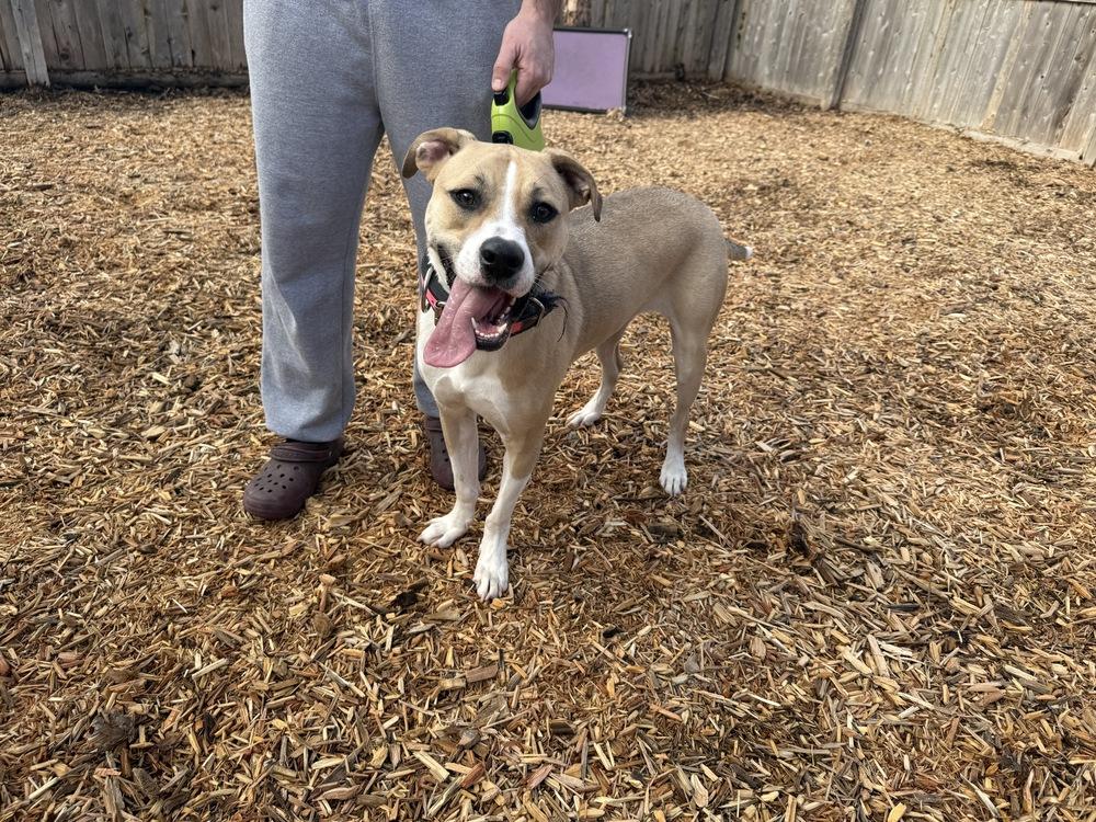 Cher, a Adopted mixed breed in Naperville, IL image 3/6