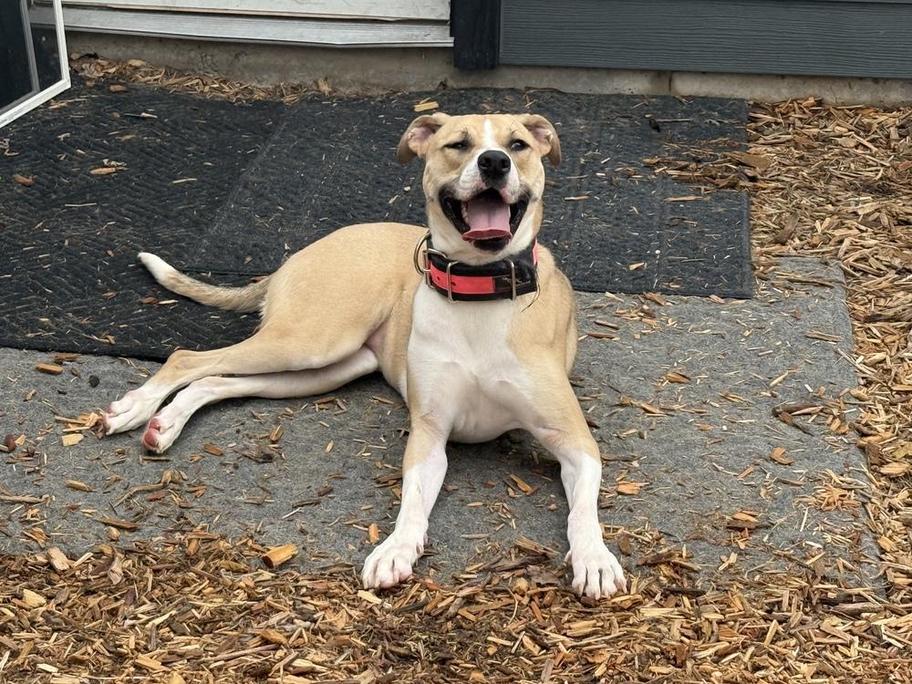 Cher, a Adopted mixed breed in Naperville, IL image 4/6