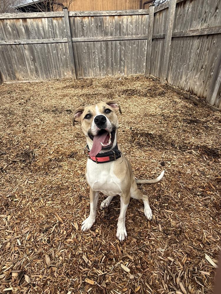 Cher, a Adopted mixed breed in Naperville, IL image 5/6