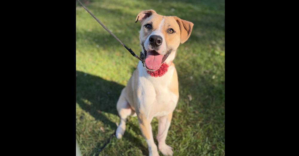 Cher, a Adopted mixed breed in Naperville, IL image 6/6