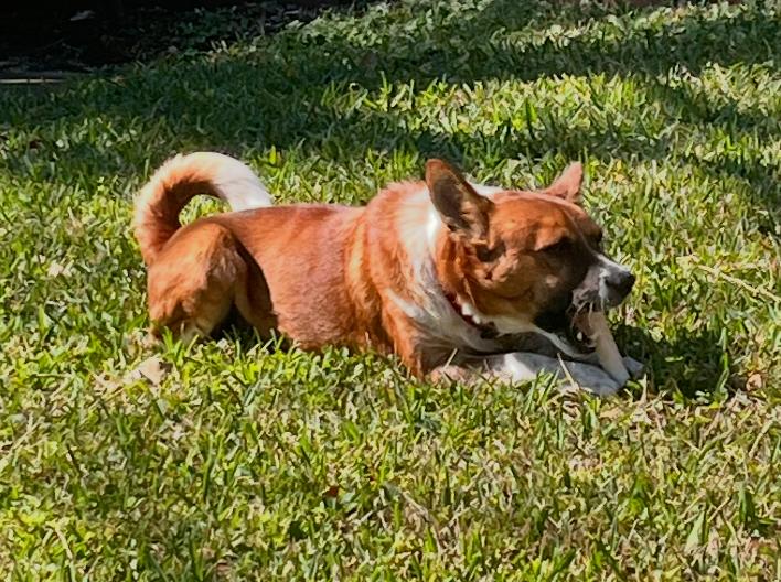 Enlarge Ranger, a Adoptable mixed breed in Osteen, FL image 1/3