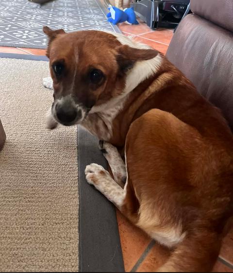 Ranger, a Adoptable mixed breed in Osteen, FL image 1/3