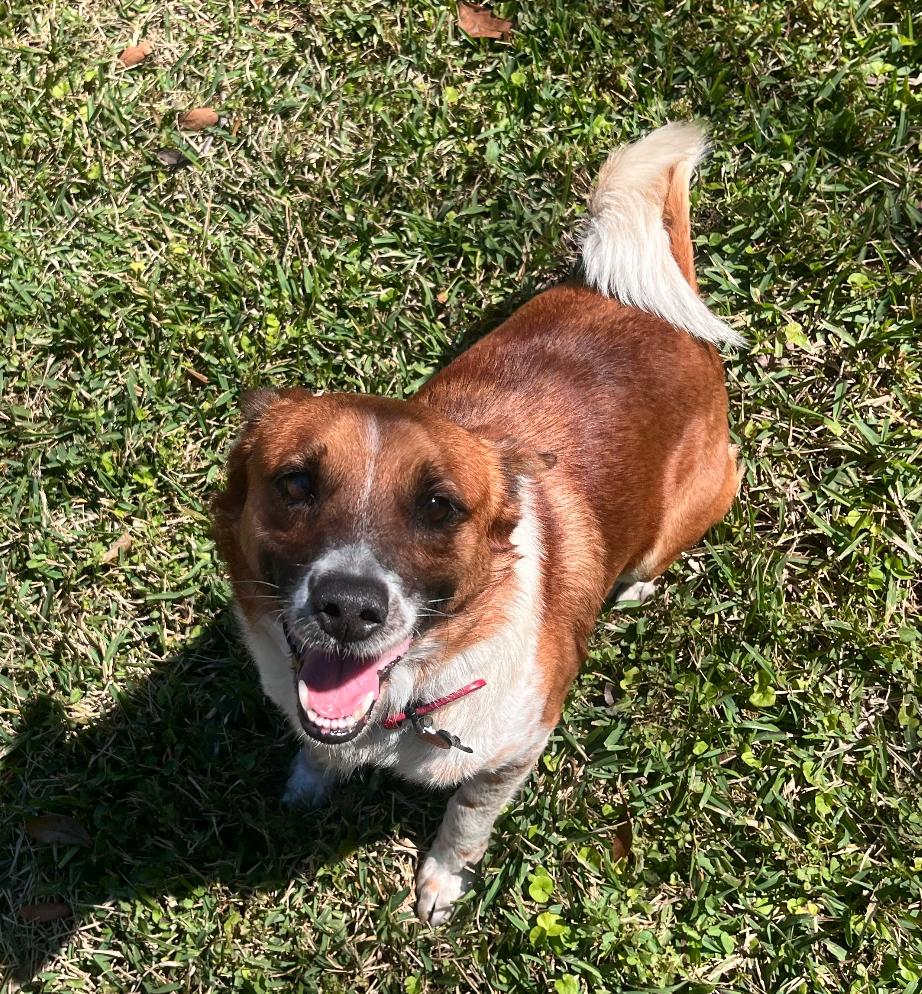 Enlarge Ranger, a Adoptable mixed breed in Osteen, FL image 2/3