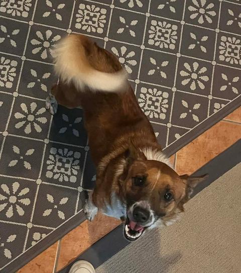 Ranger, a Adoptable mixed breed in Osteen, FL image 2/3