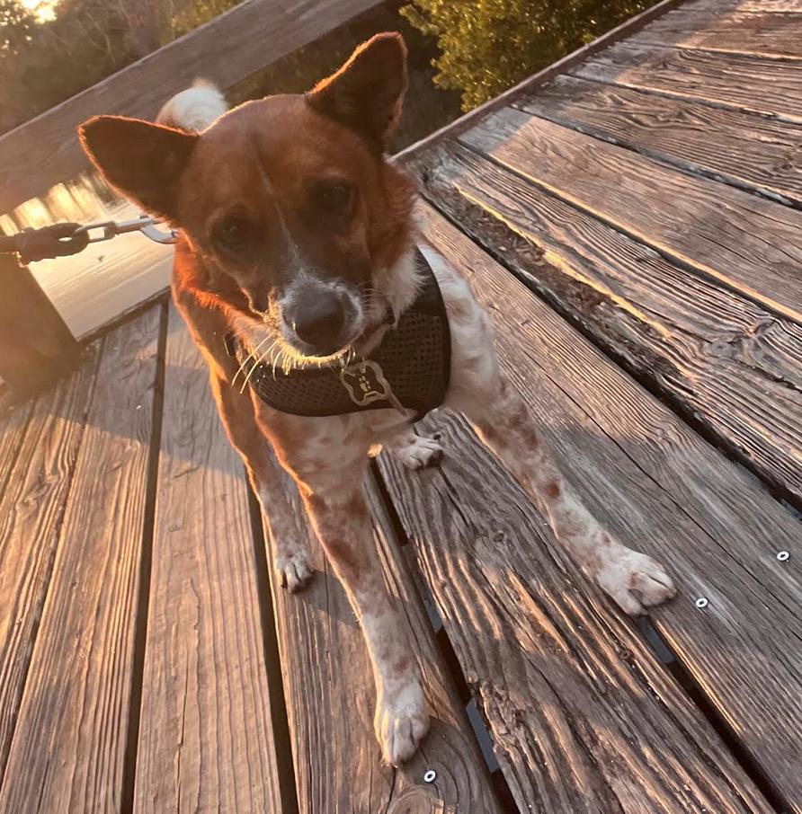 Ranger, a Adoptable mixed breed in Osteen, FL image 3/3