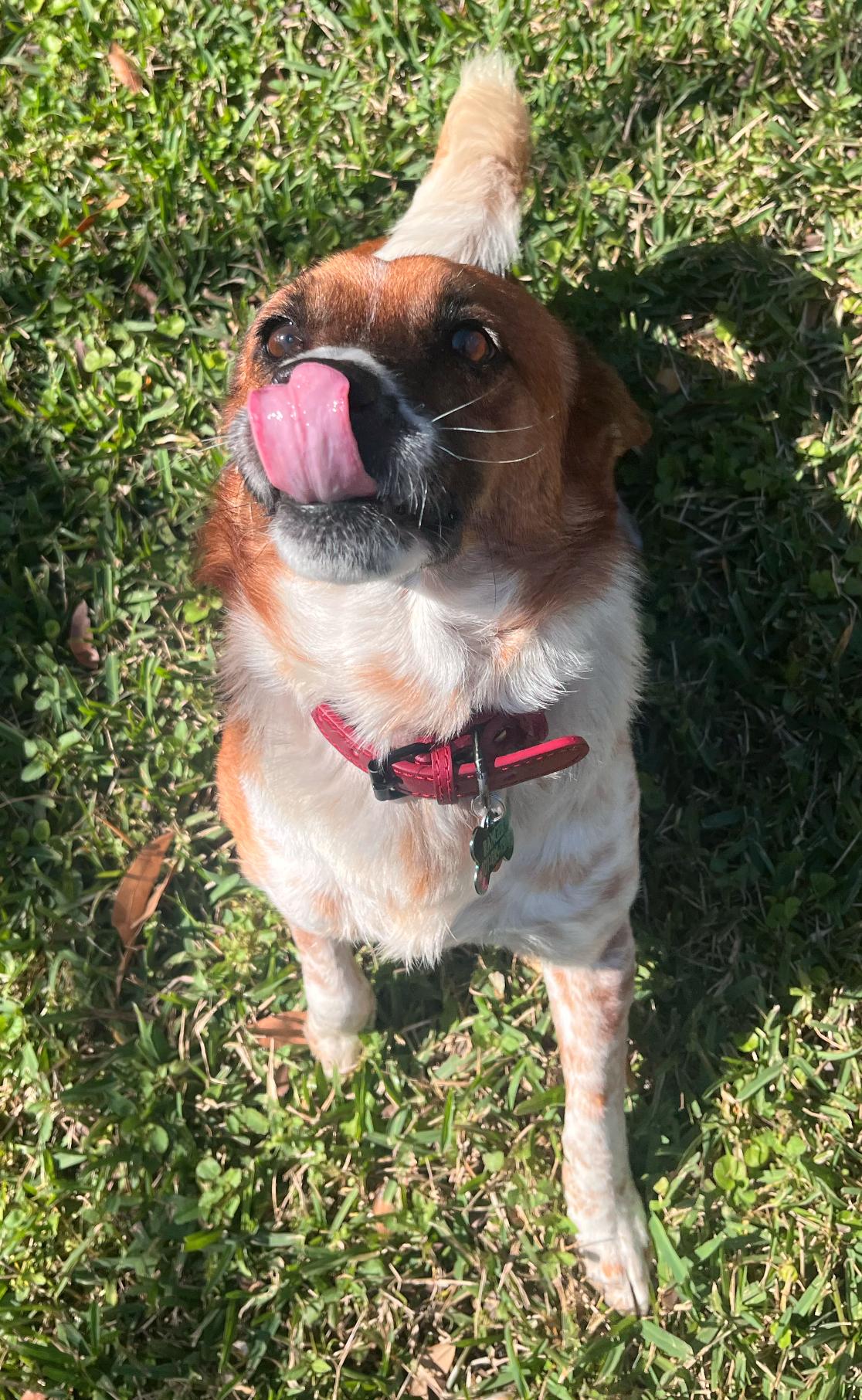 Enlarge Ranger, a Adoptable mixed breed in Osteen, FL image 3/3