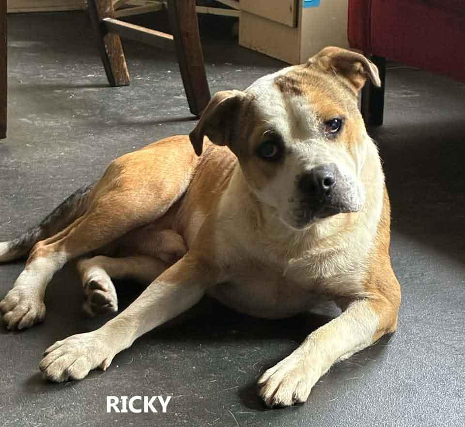 Enlarge Ricky, a ADOPTABLE mixed breed in Washington, GA image 1/2