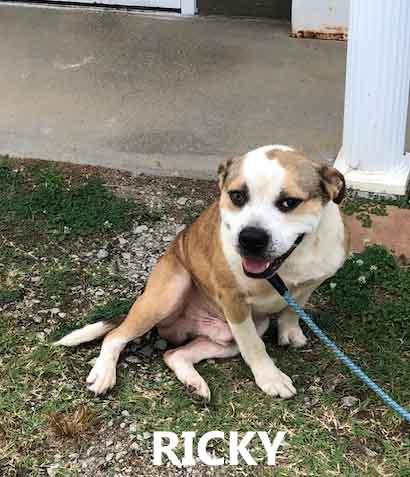Enlarge Ricky, a ADOPTABLE mixed breed in Washington, GA image 2/2