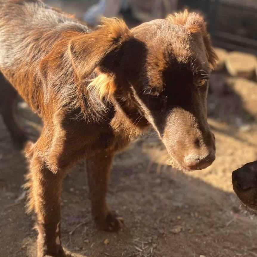 Red Auburn Aubbie PC