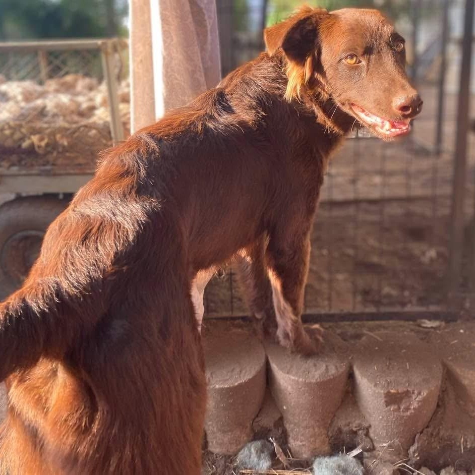 Red Auburn Aubbie PC