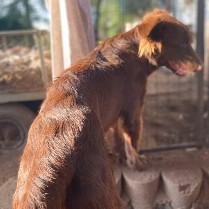 Red Auburn Aubbie PC