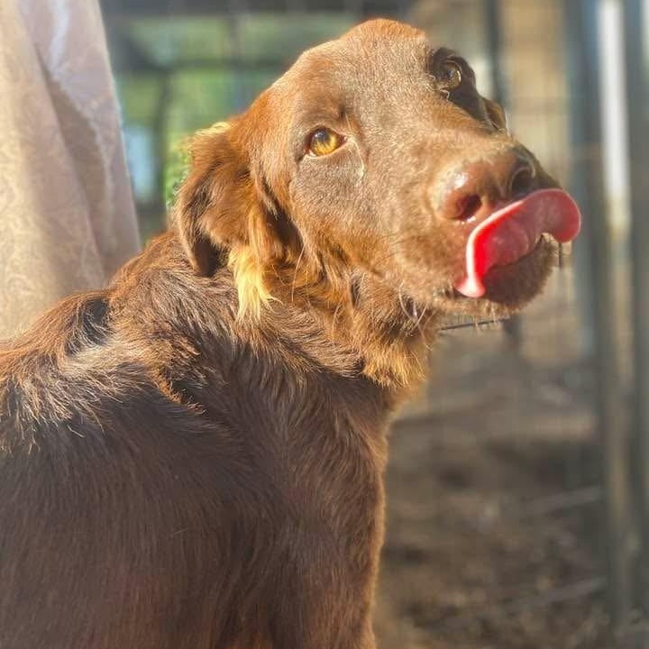 Red Auburn Aubbie PC