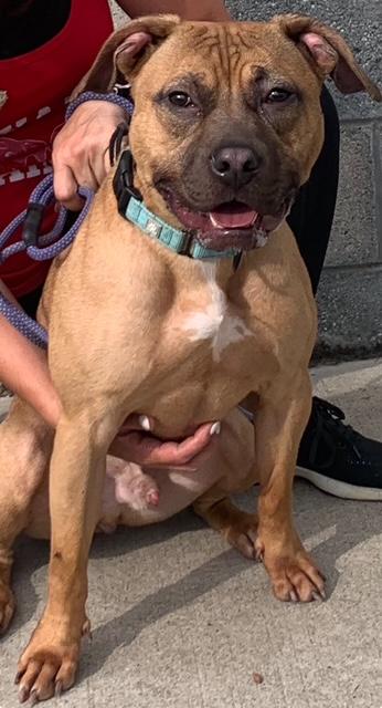 Henry, Adopted, Young Male American Staffordshire Terrier.